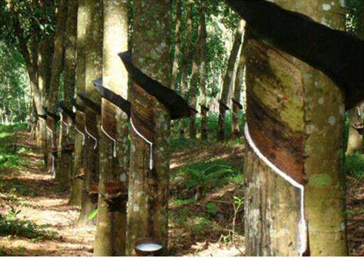 橡膠助劑帶您了解云南橡膠市場(chǎng)價(jià)下跌天然橡膠比上月每噸降600元